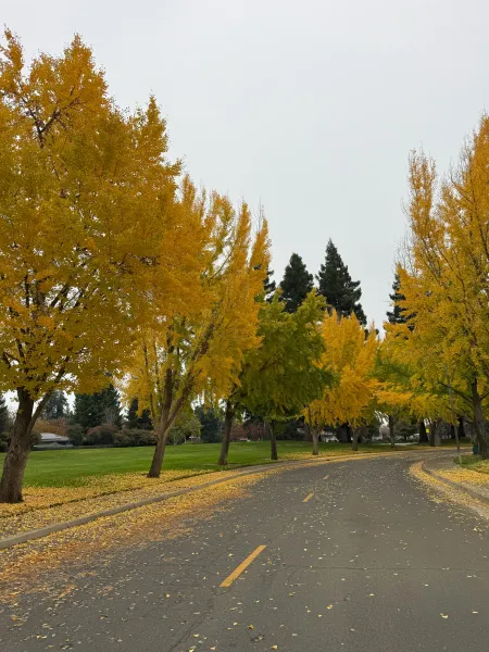 Sentier forestier en automne image libre de droit