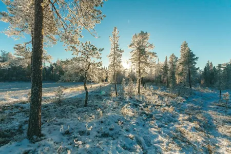 Forêt enneigée au soleil image libre de droit