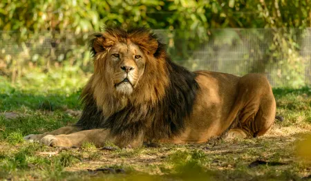 Lion majestueux au soleil image libre de droit