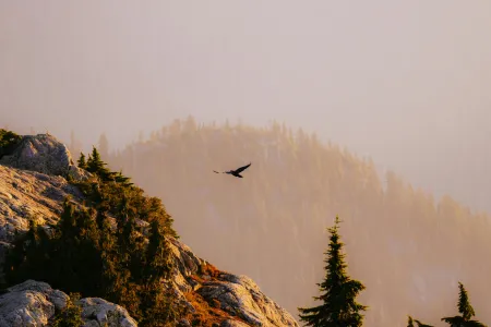 Aigle volant au-dessus montagne image libre de droit