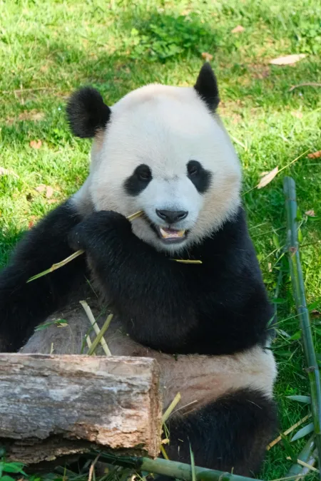 Panda assis mangeant bambou image libre de droit