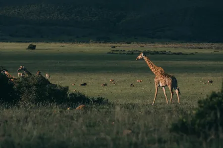 Girafe marchant au coucher image libre de droit