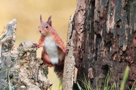 Écureuil image libre de droit