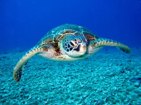 Tortue nageant sous eau image libre de droit