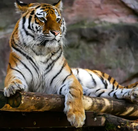 Un tigre image libre de droit