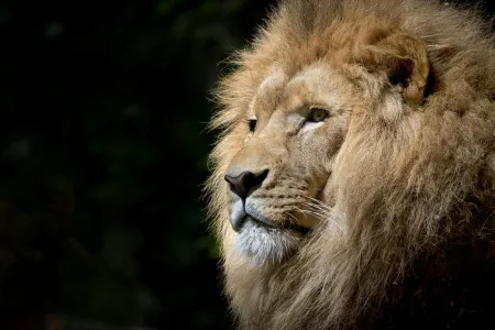 un lion image libre de droit