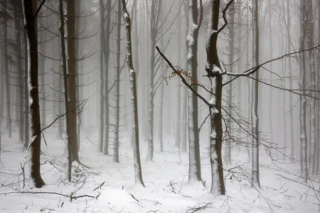 Une forêt image libre de droit