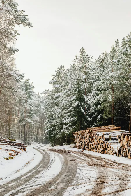 Exploitation forestière image libre de droit