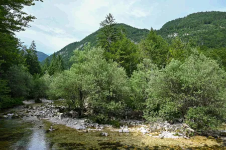 Une forêt image libre de droit