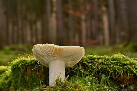 Une forêt image libre de droit