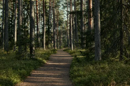 Une forêt image libre de droit