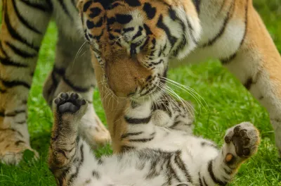 Un tigre et son petit