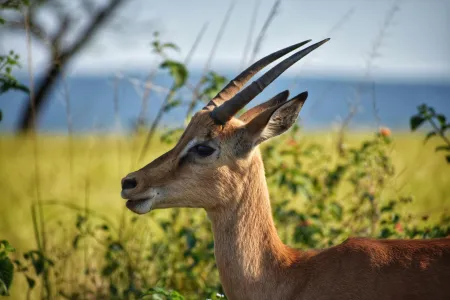Une gazelle image libre de droit