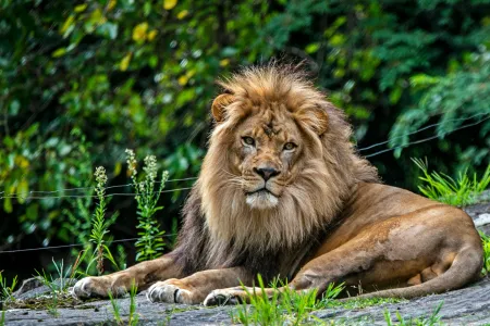 Un lion image libre de droit