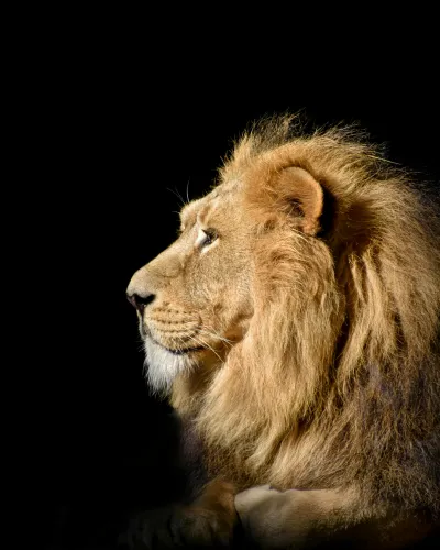 Un lion
