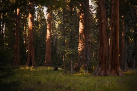 Une forêt image libre de droit