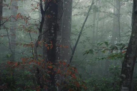 Une forêt image libre de droit