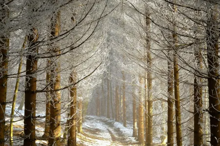 Une forêt image libre de droit
