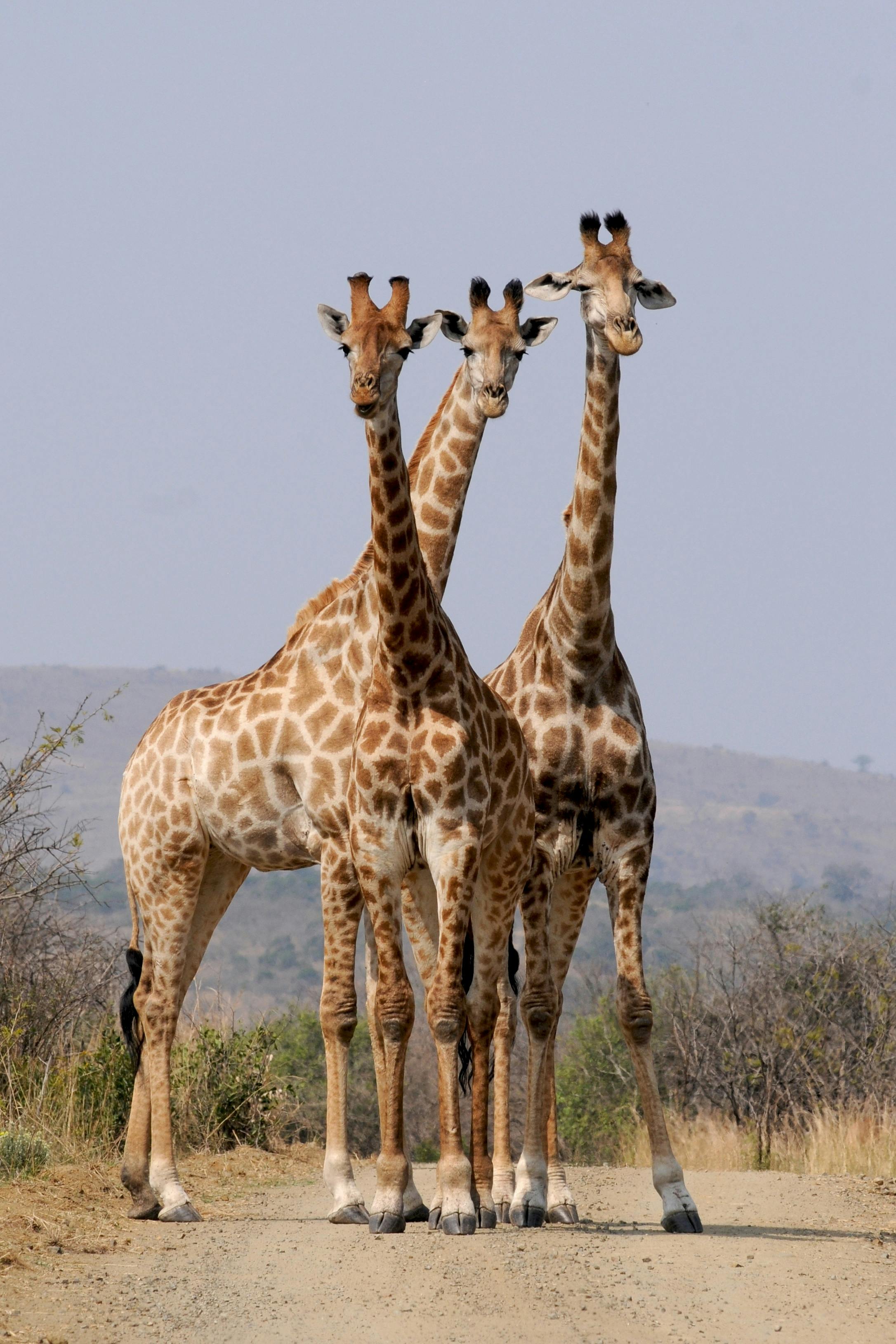 Des girafes